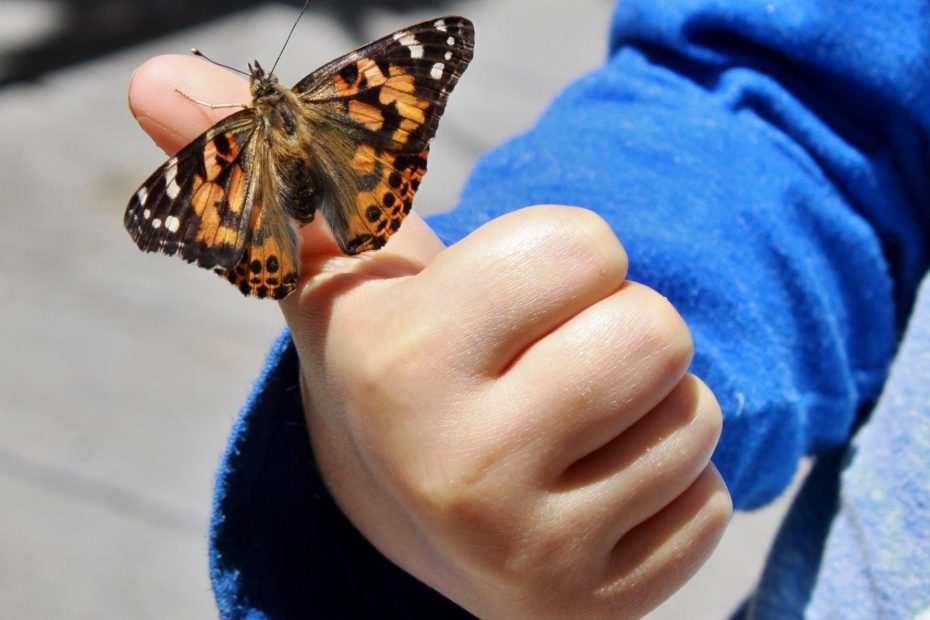 butterfly on boy's finger