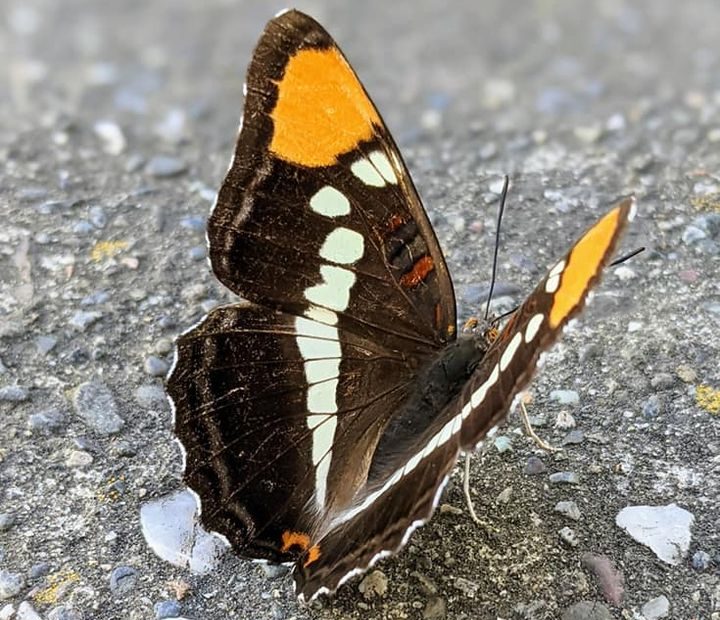 a butterfly on sidewalk